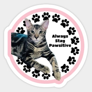 Always Stay Positive Grey Cat Sticker